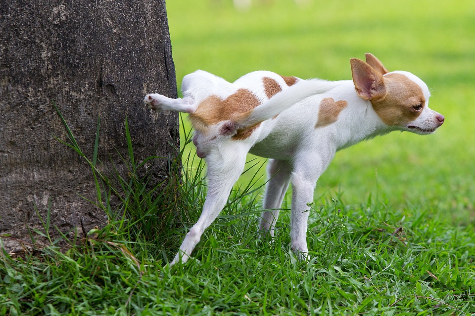 Cachorro fazendo xixi