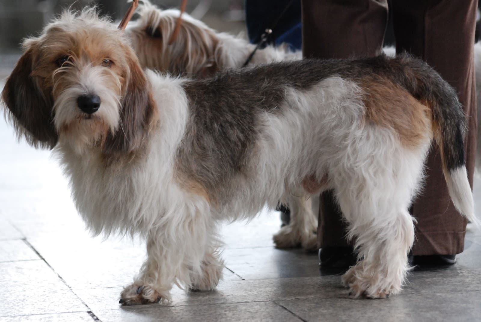 Grande Basset Griffon da Vendeia