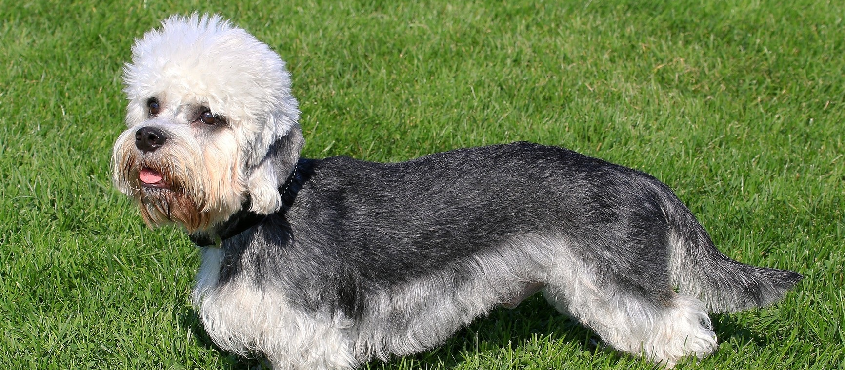 Dandie Dinmont Terrier