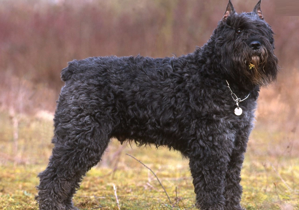 Bouvier des Flandres