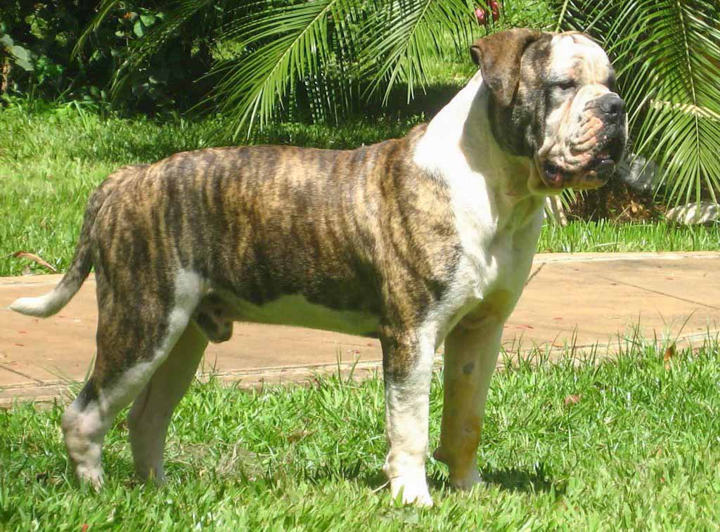 Dogue Brasileiro