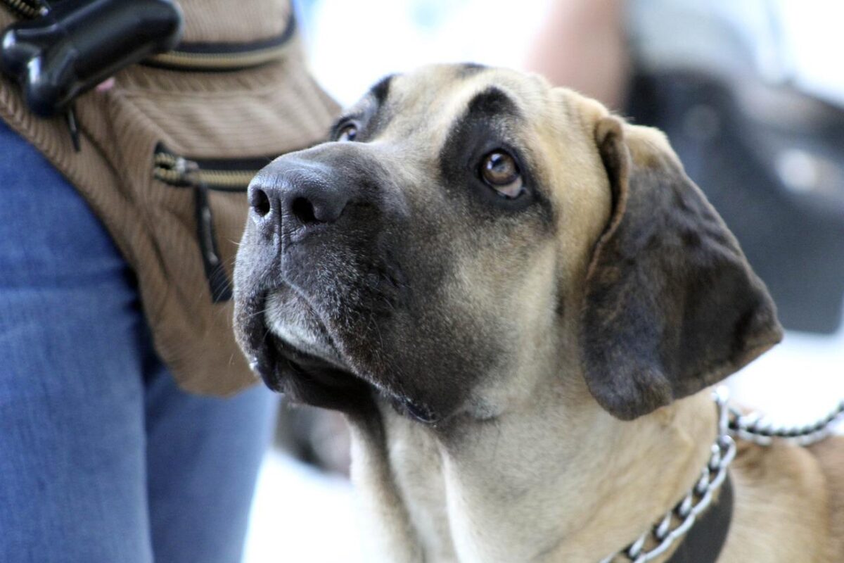 10 raças de cachorros bravos para proteger a sua casa e sua família