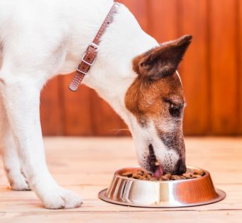 Cachorro comendo ração