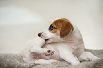 cachorro coçando a perna com a boca