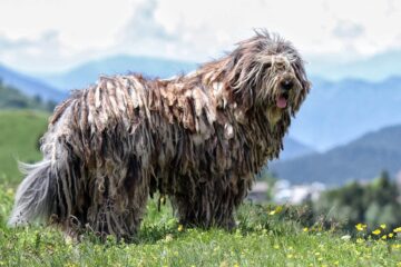 Pastor-bergamasco