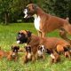 casal de boxers na grama com filhotes com os filhotes