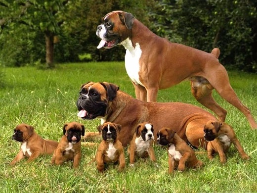 casal de boxers na grama com filhotes com os filhotes