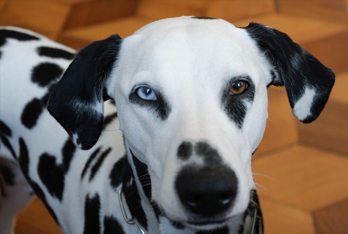 Dálmata com olhos de cores diferentes