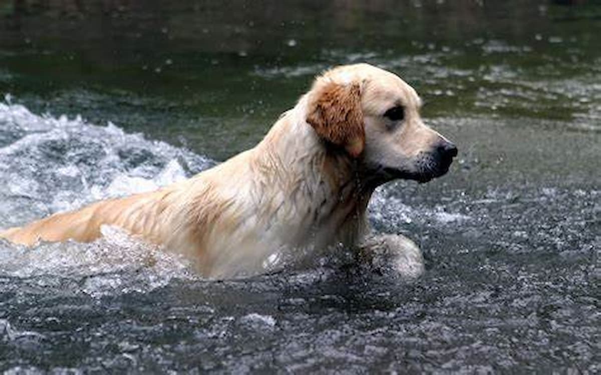 Labrador