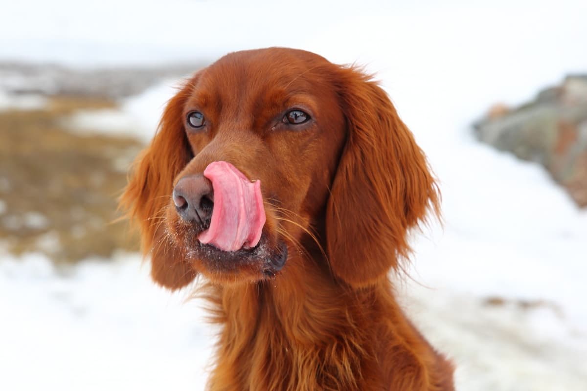 Setter Irlandês