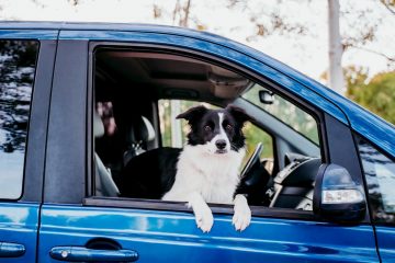 border collie na janela do carro