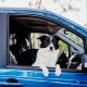 border collie na janela do carro