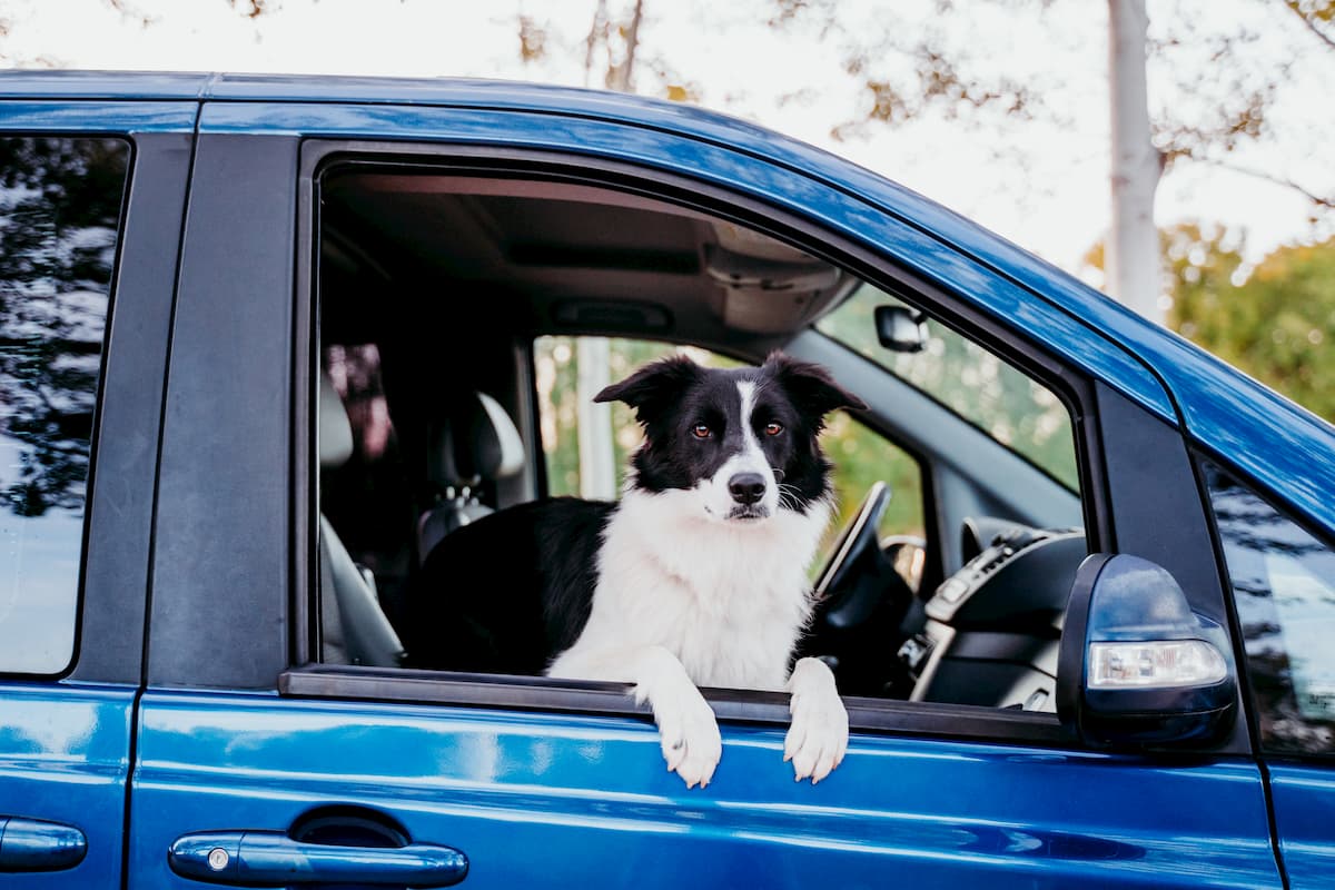 border collie na janela do carro