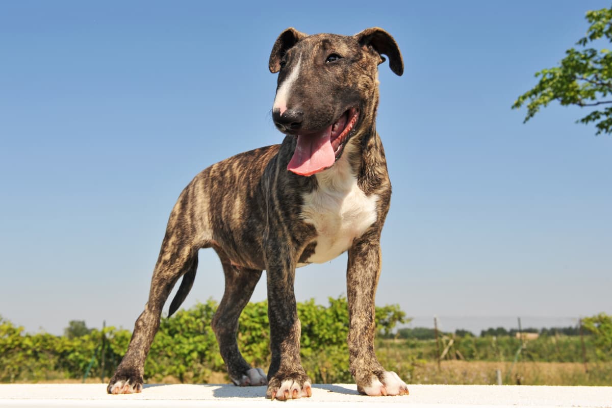 Bull terrier tigrado