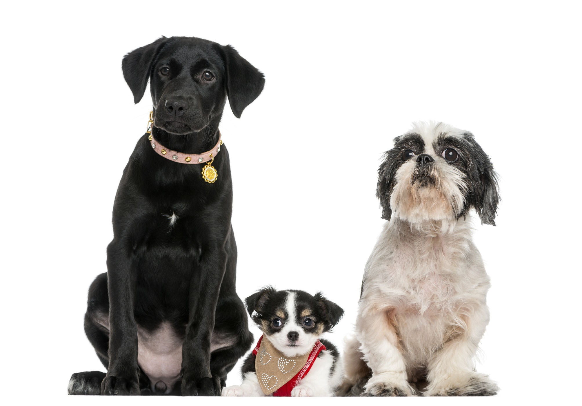 três cachorros sentados juntos