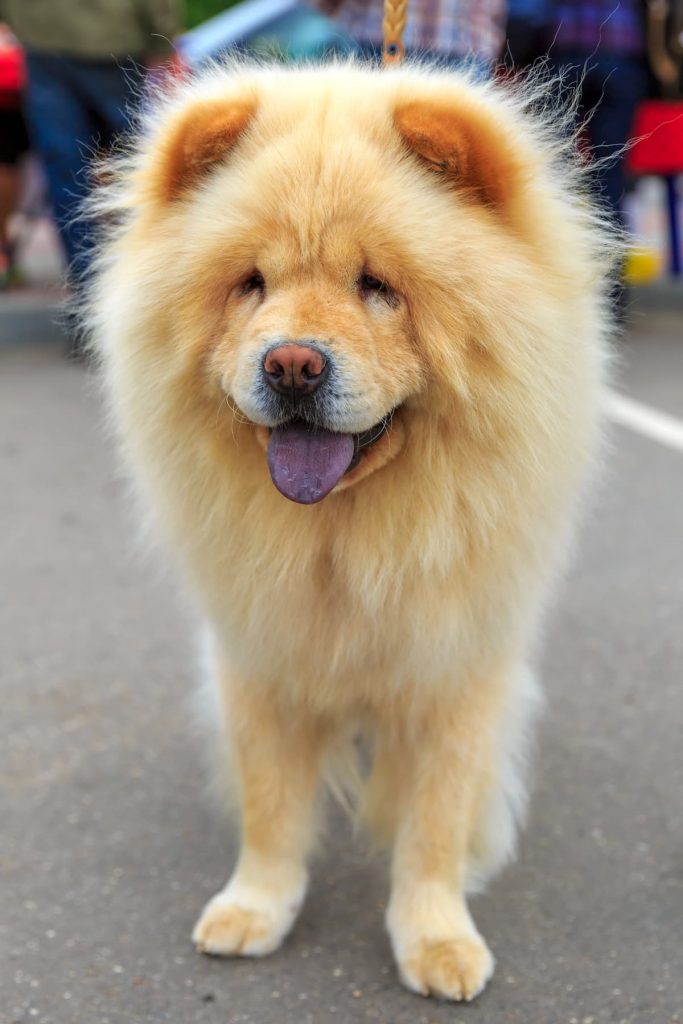 Chow-chow creme