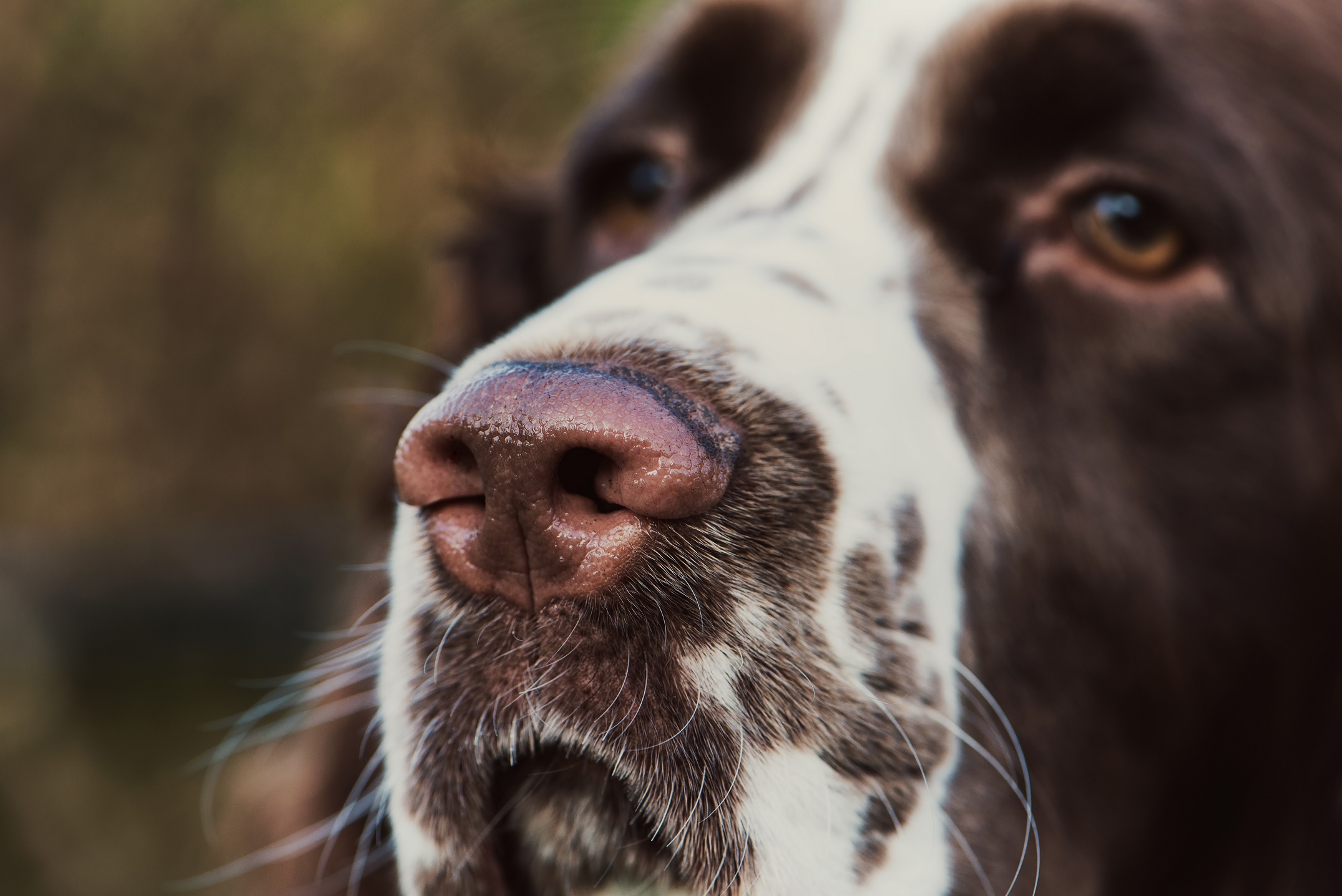 bigode dos cães