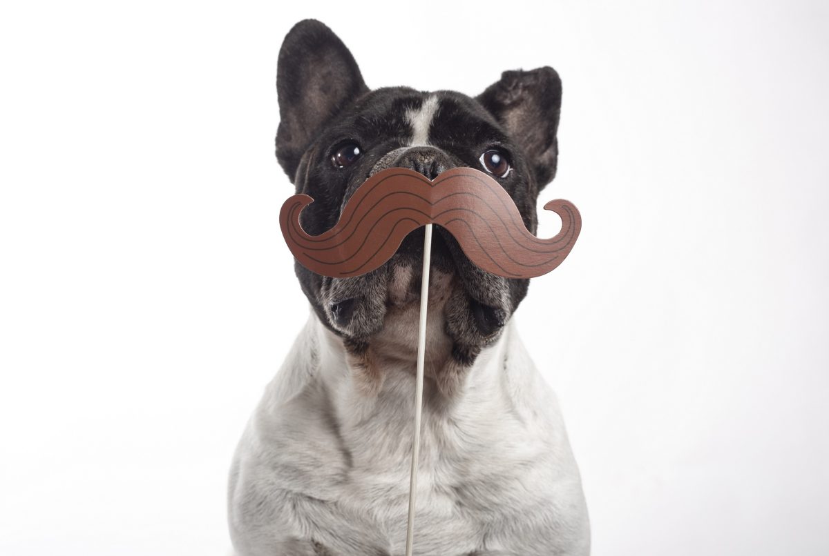 bullldogue frances com bigode