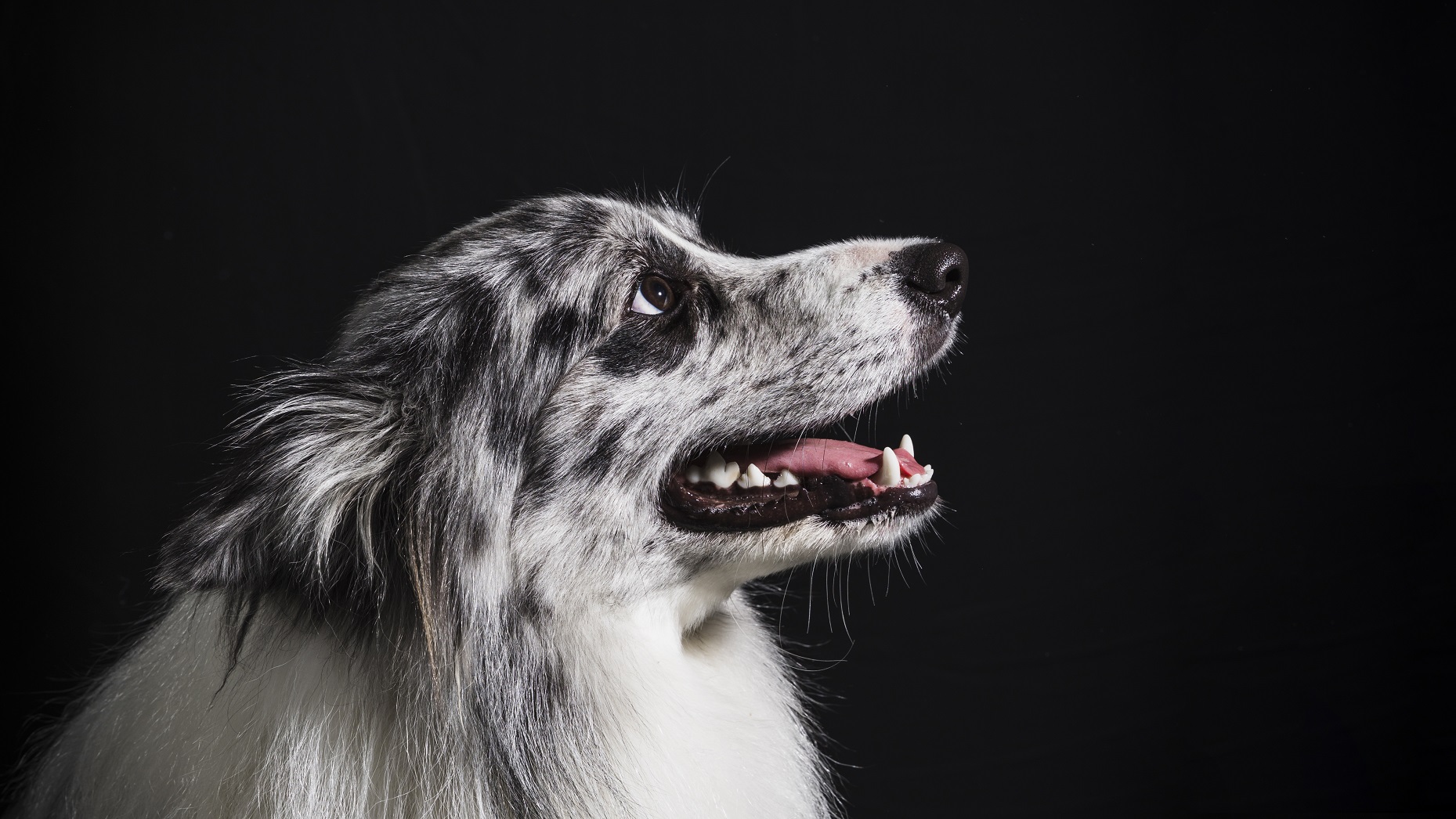 Border Collie preto e branco