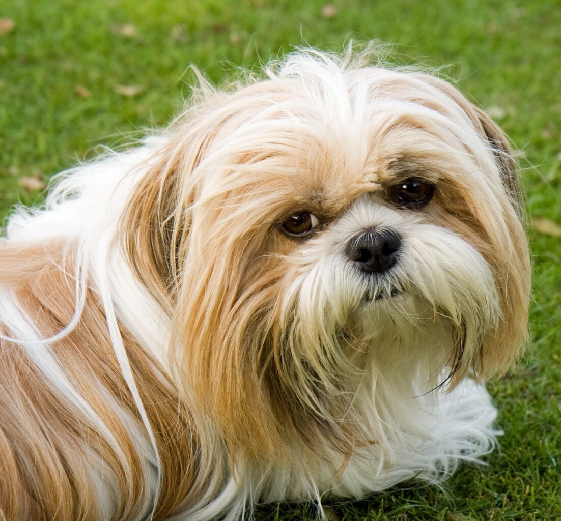 Sih-tzu x lhasa apso