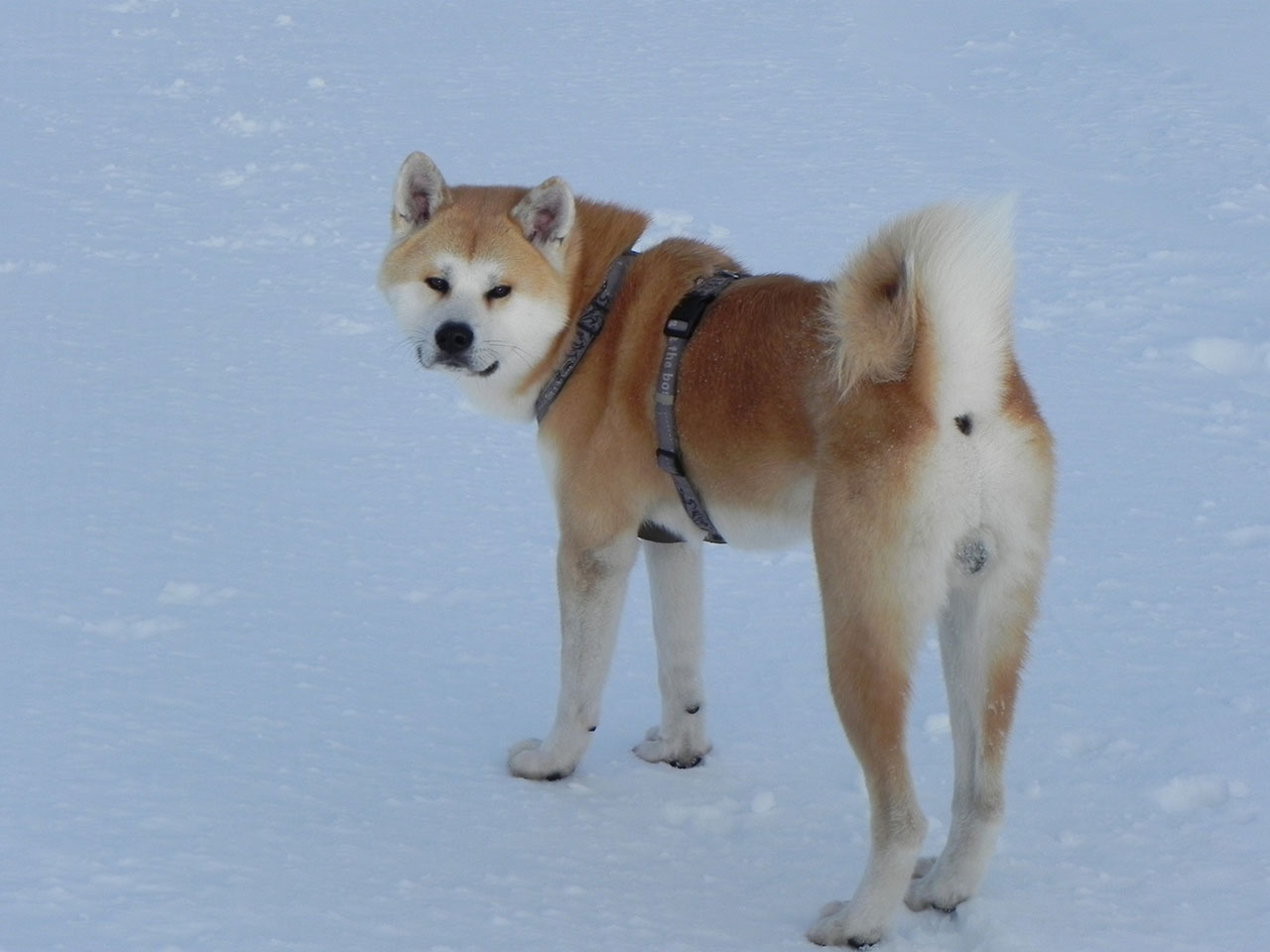 Akita inu