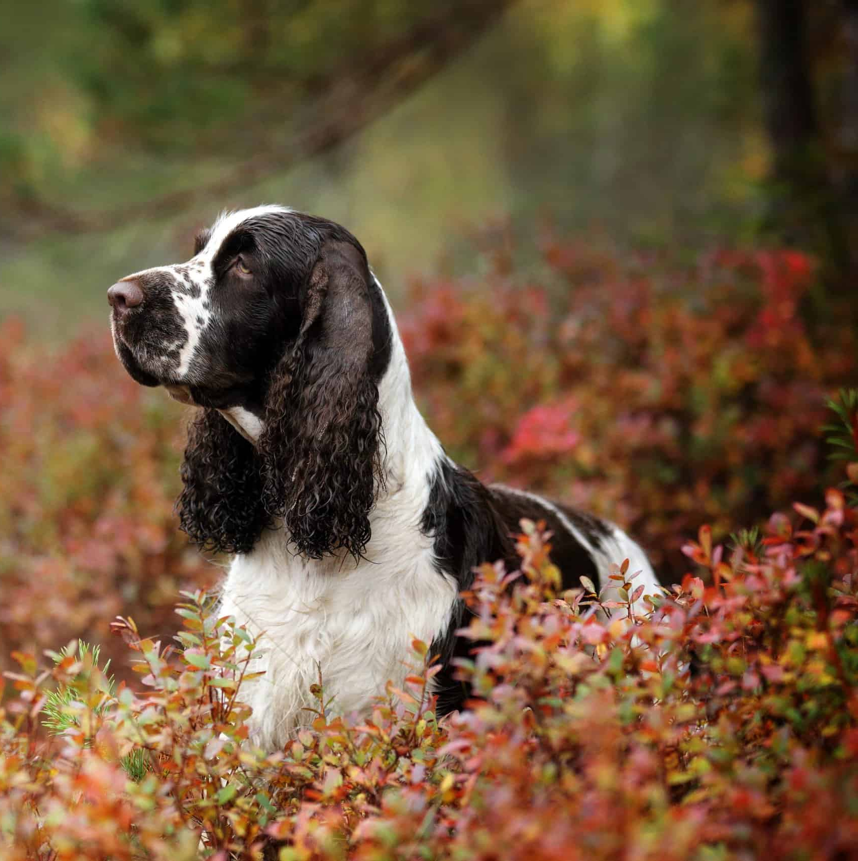 English Springer Spaniel