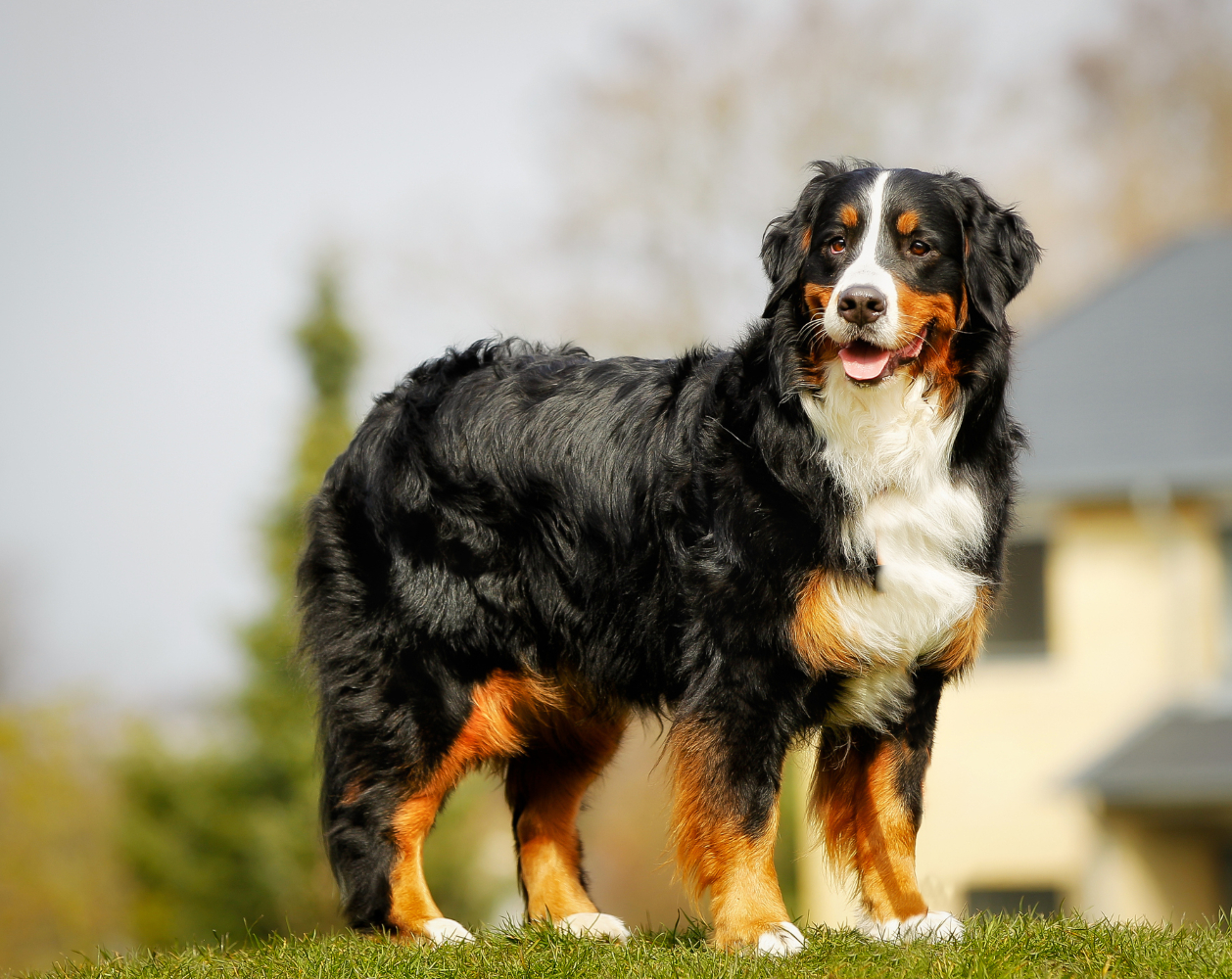 Bernese da montanha