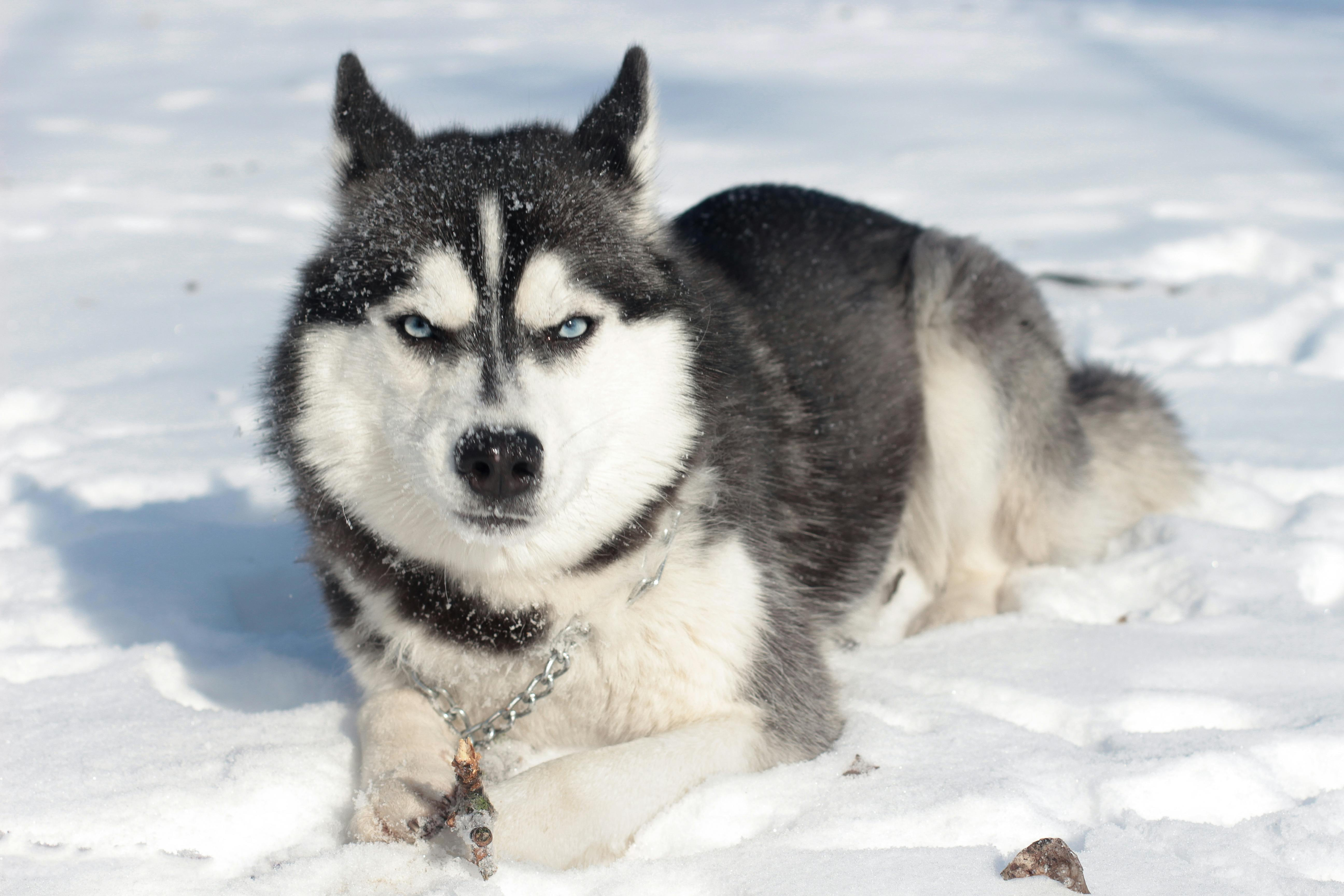 Husky Siberiano