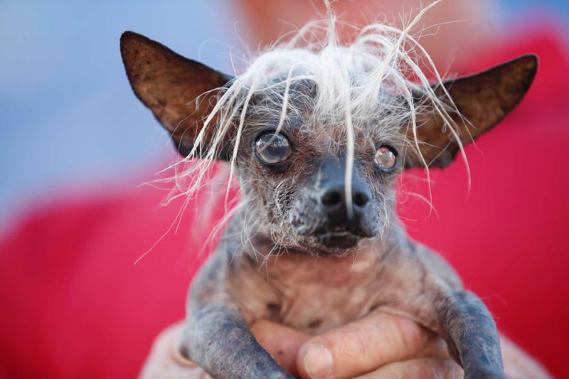 Cachorros mais feios do mundo