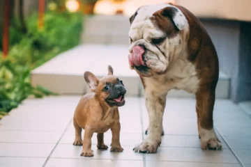 Buldogue Francês e Buldogue Inglês