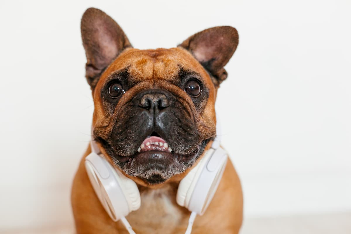 bulldog francês com fone de ouvido
