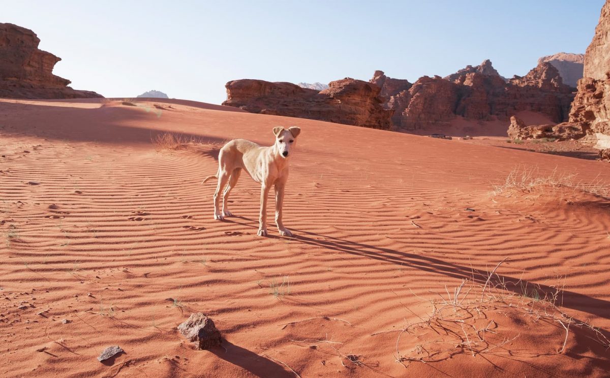 cão arabian hound