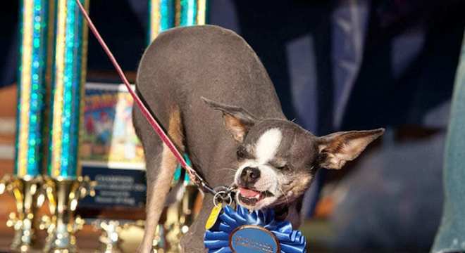 Cachorros mais feios do mundo