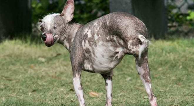 Cachorros mais feios do mundo