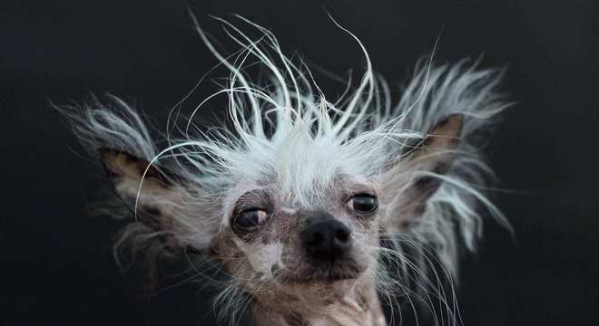 Cachorros mais feios do mundo