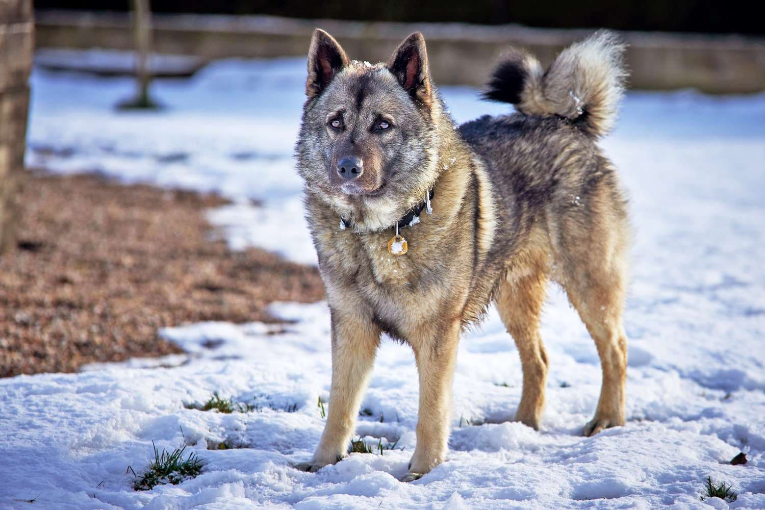 Elkhound norueguês