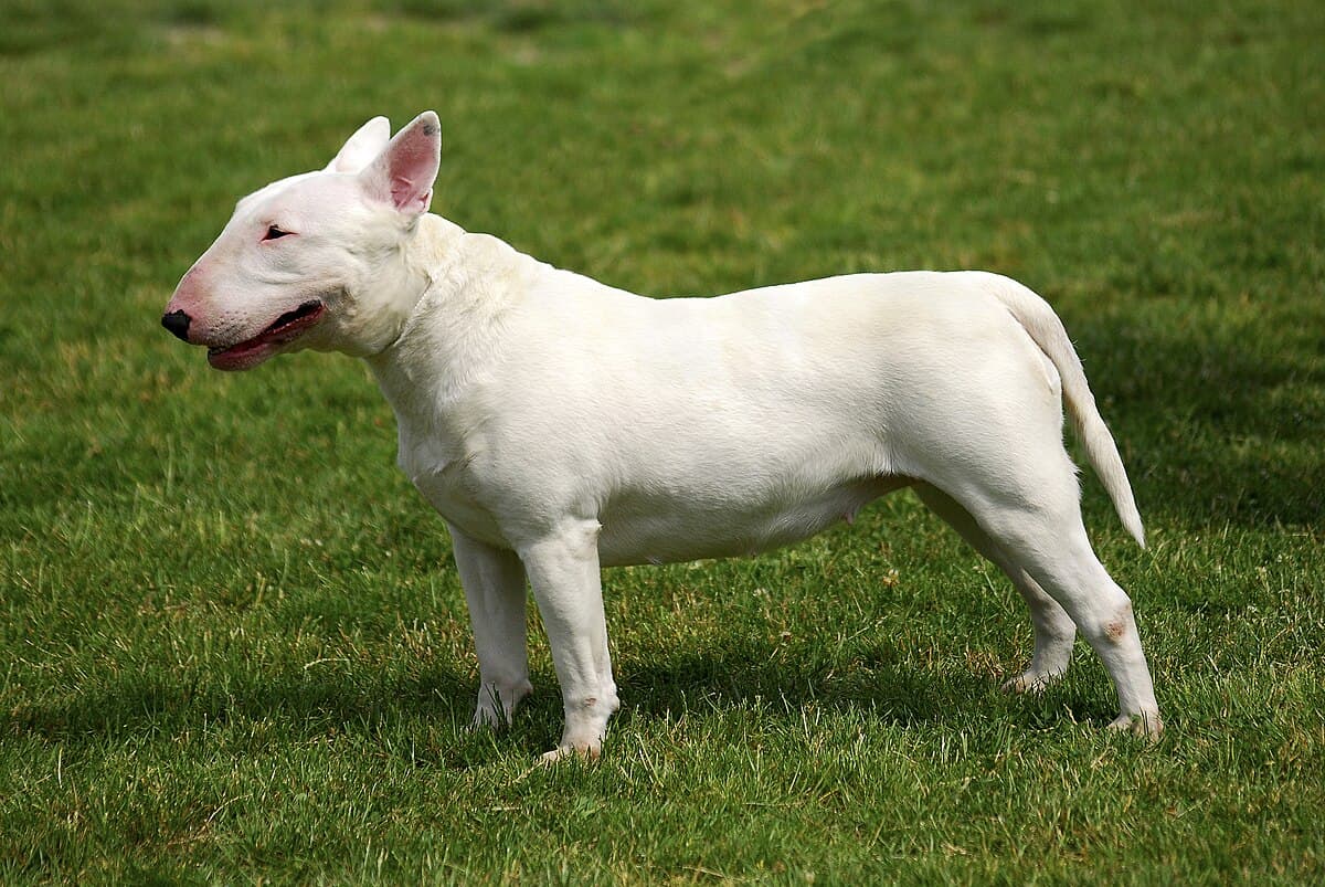 Bull Terrier Inglês