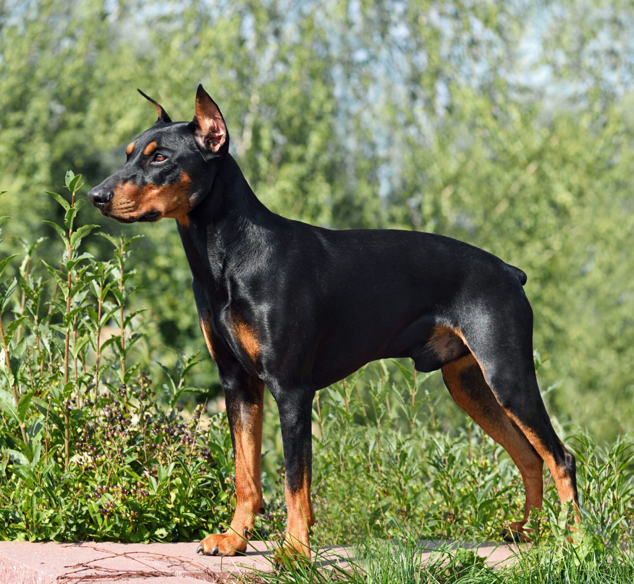 Pinscher Alemão