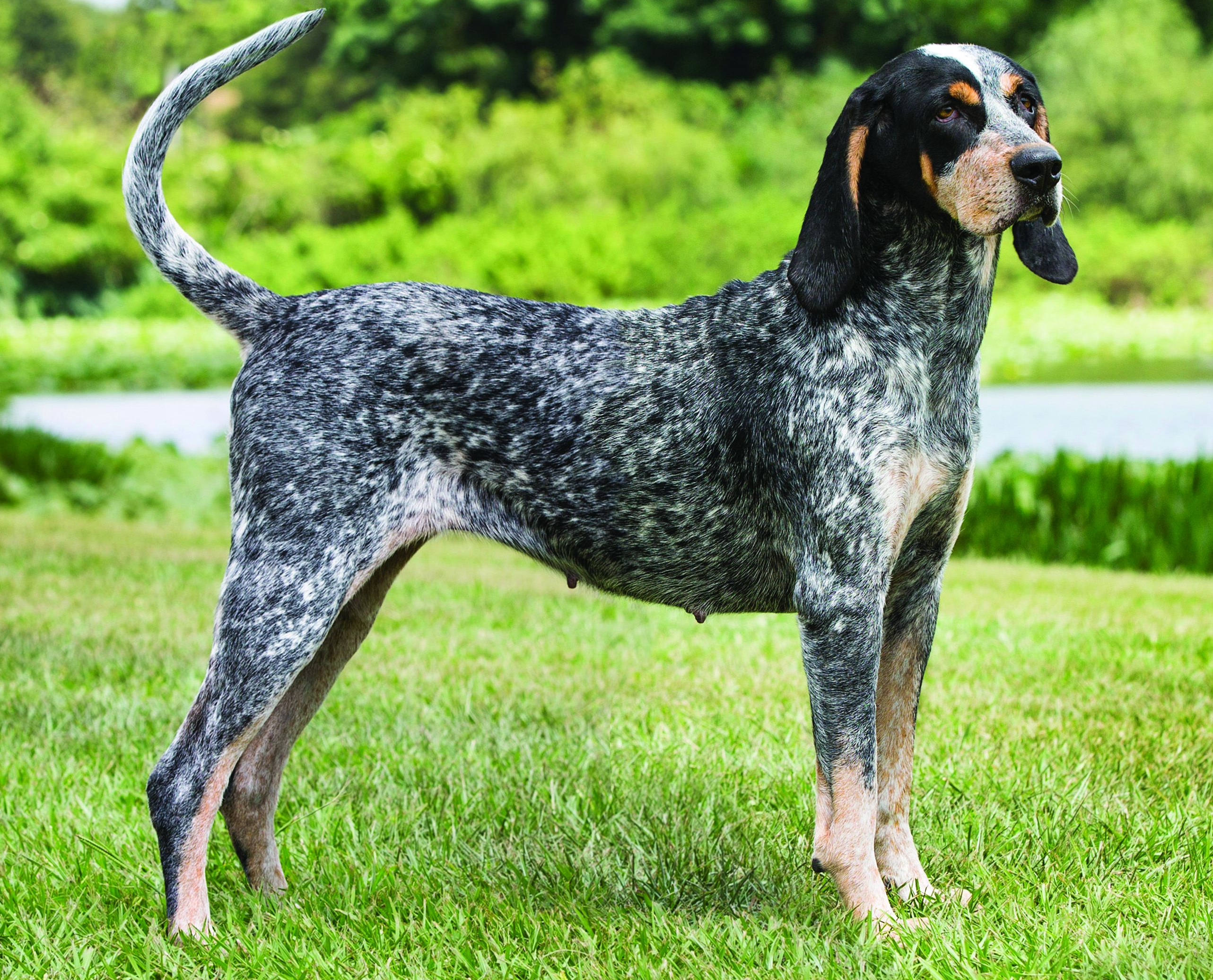 Coonhounds