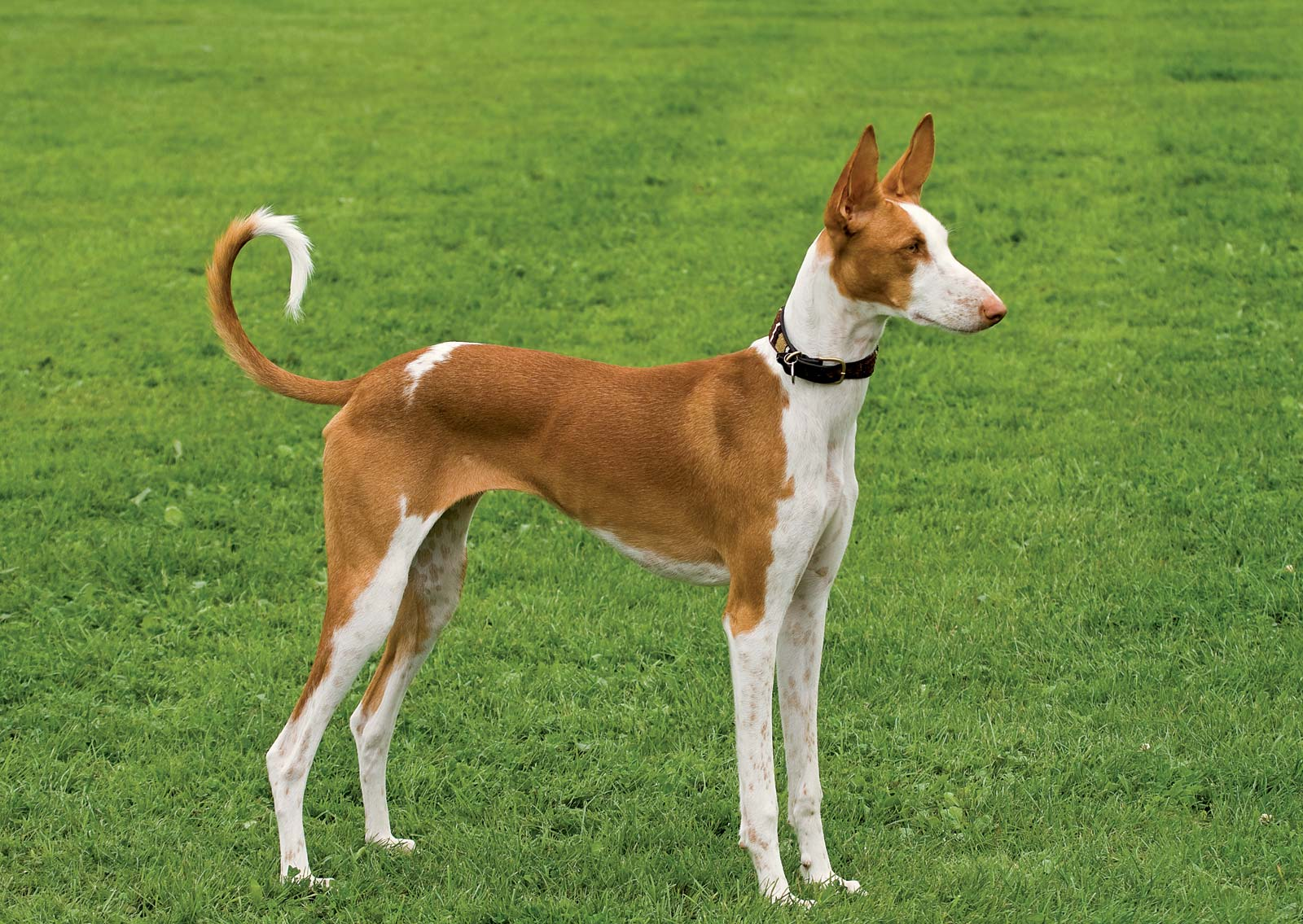 Ibizan Hound