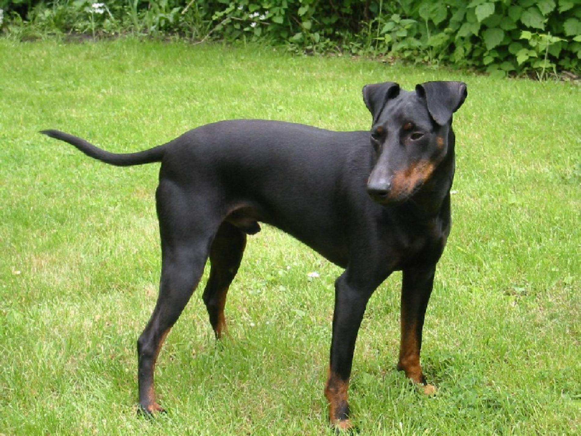 Manchester terrier