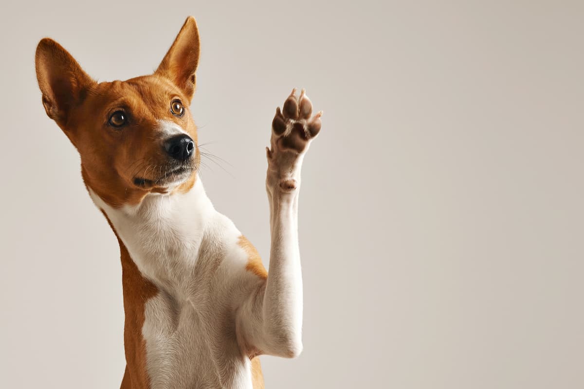 basenji marrom e branco