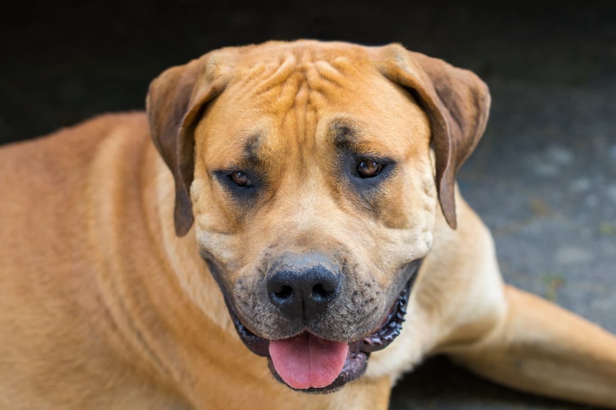 boerboel