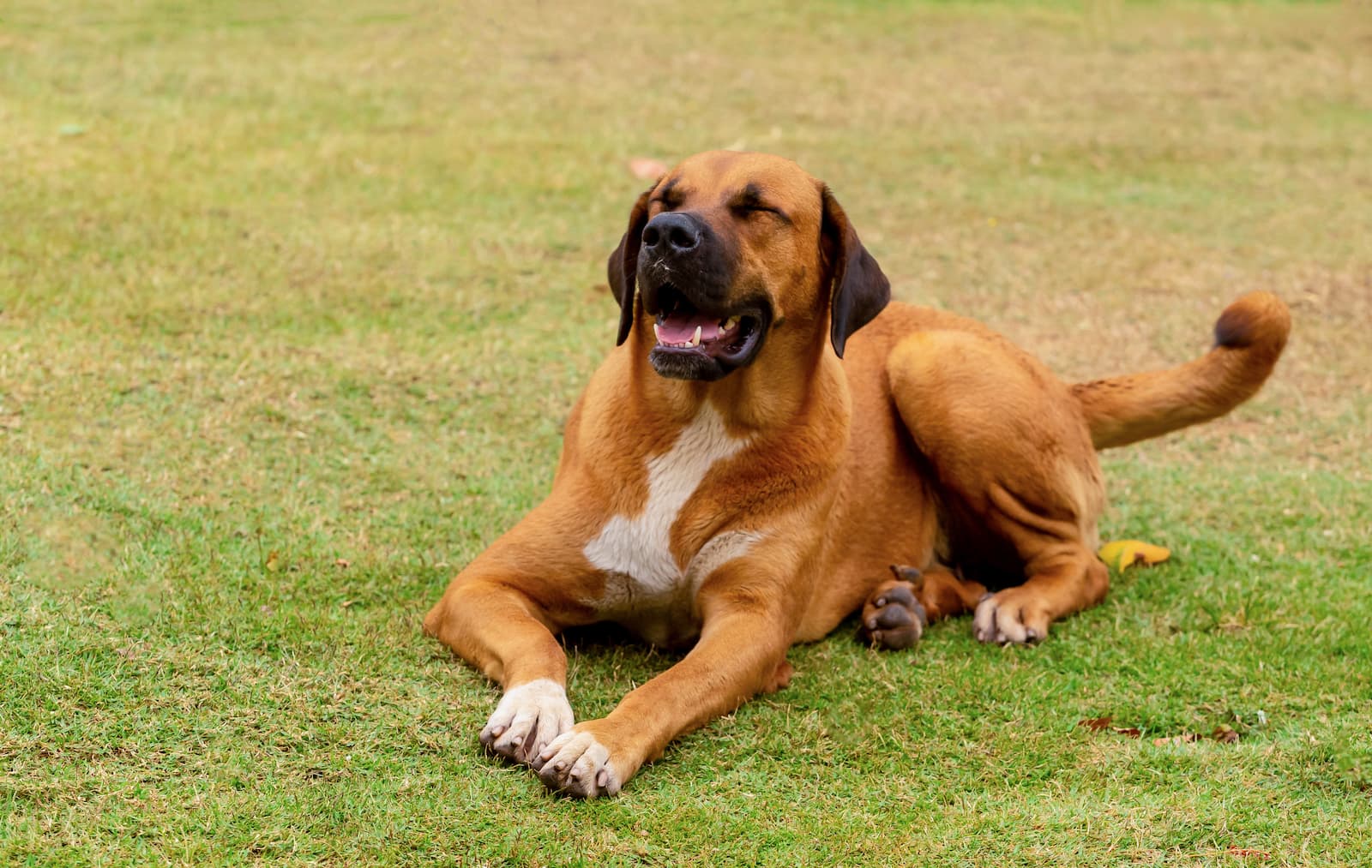 boerboel deitado na grama