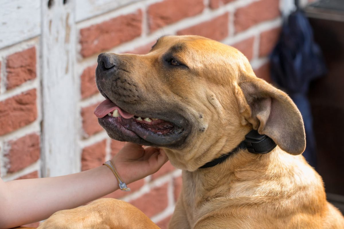 boerboel recebendo carinho da criança