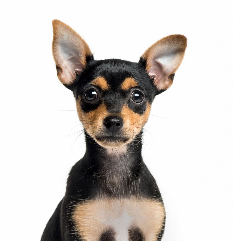 pinscher