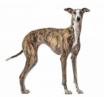 greyhound tigrado