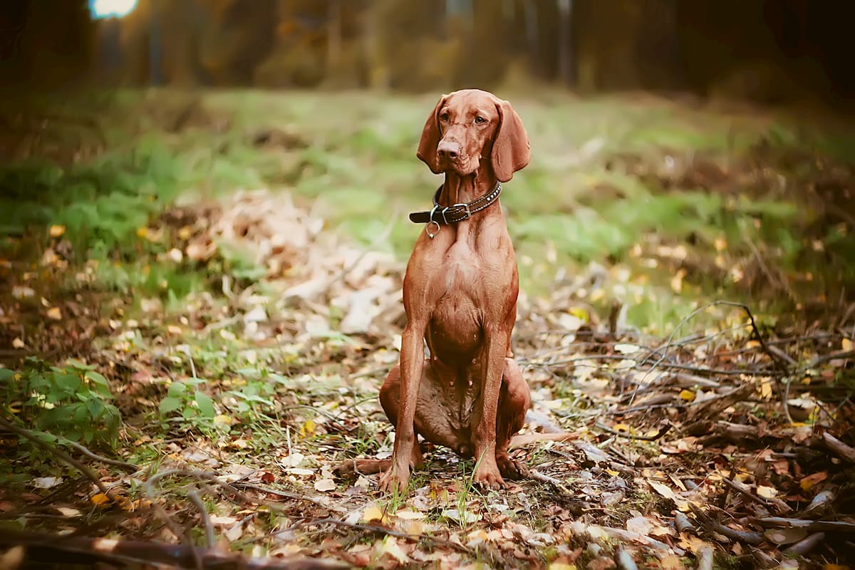 Vizsla hungaro