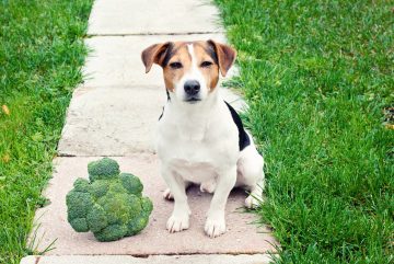 jack russell terrier sentado ao lado do brócolis