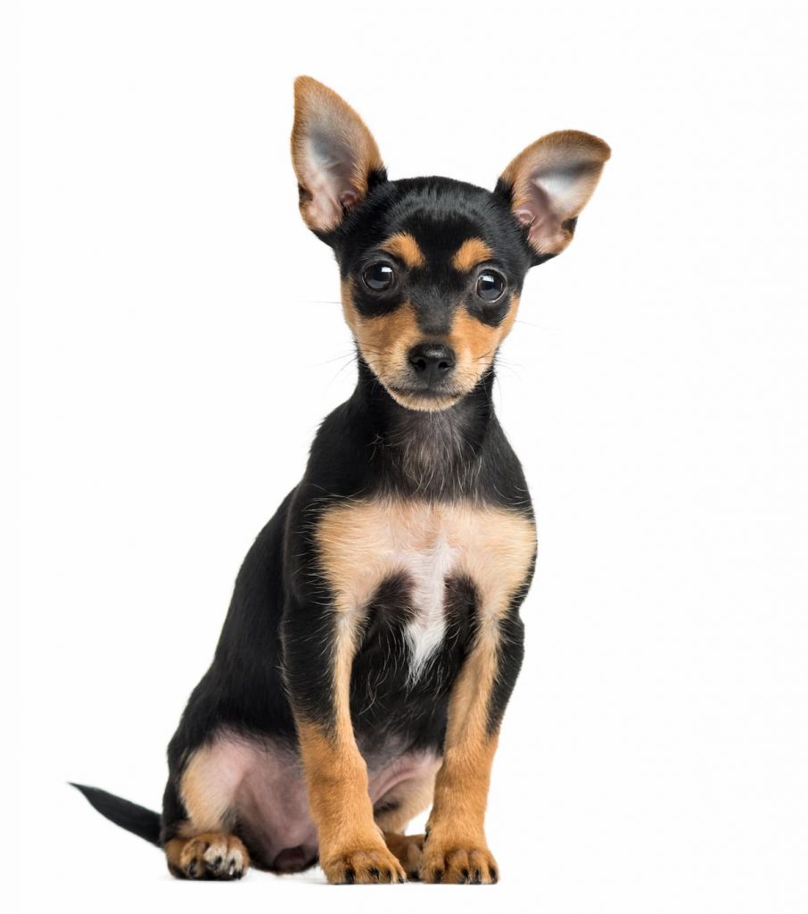 pinscher